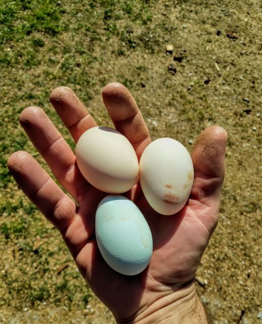 Immagine: Dolomites Farm